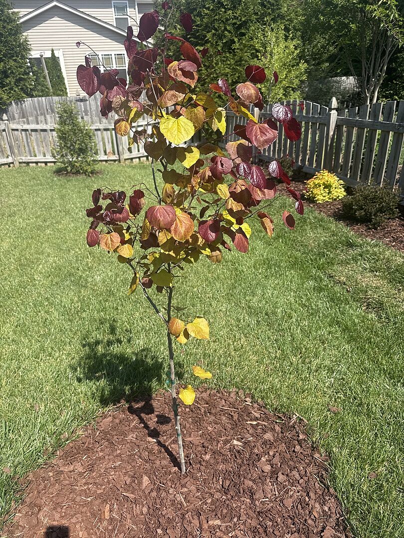Spring Flaming Pop