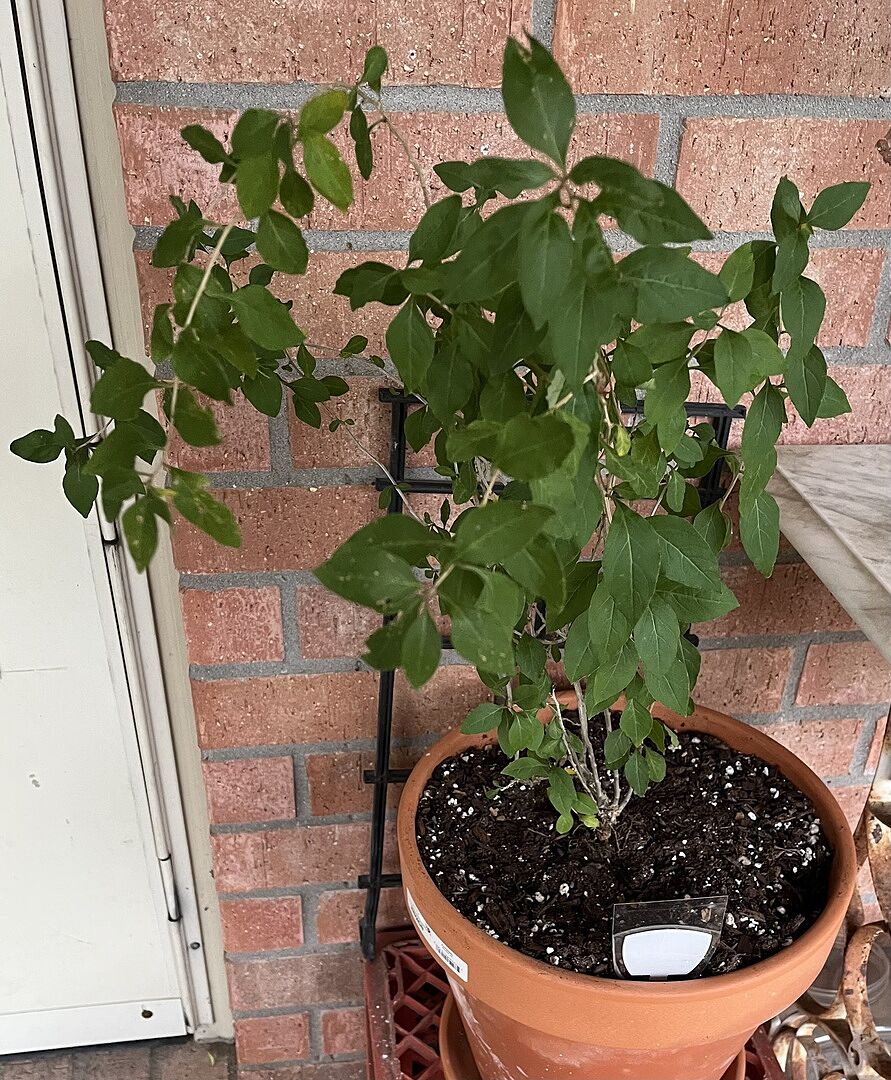 Goji, I like it so far.