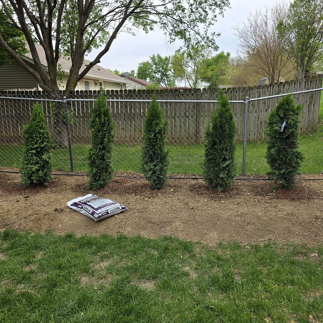 Beautiful Arborvitaes and thriving