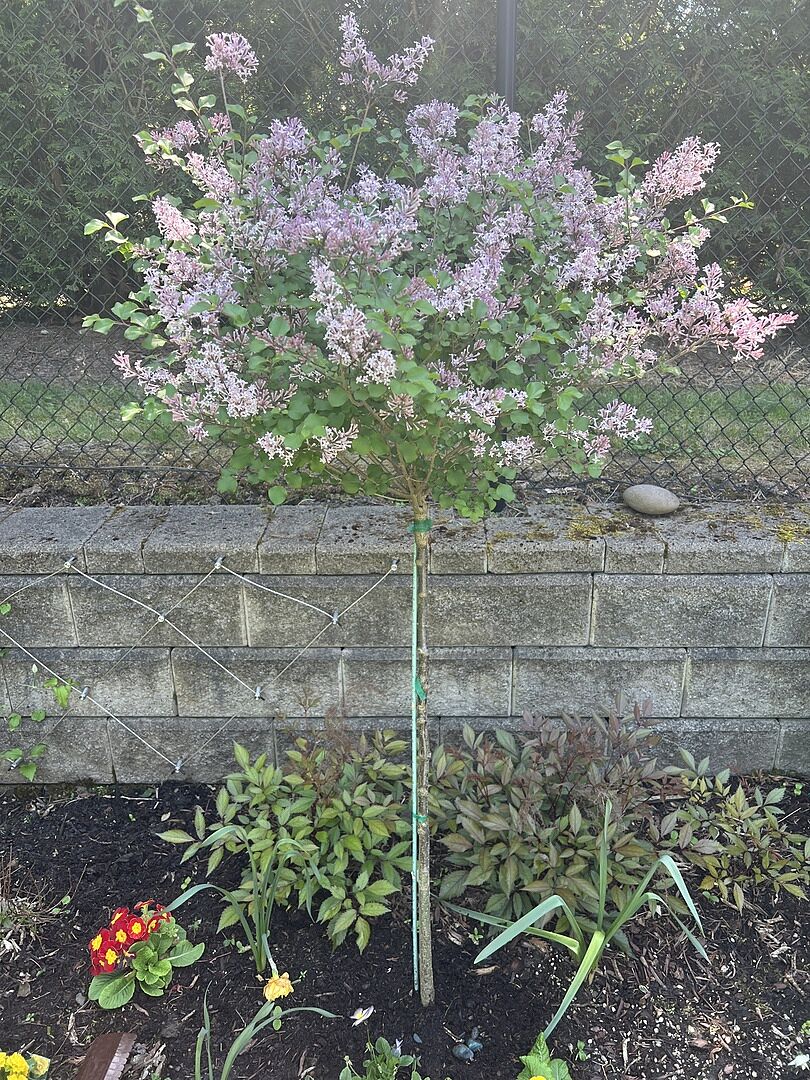 Lilac tree for the win