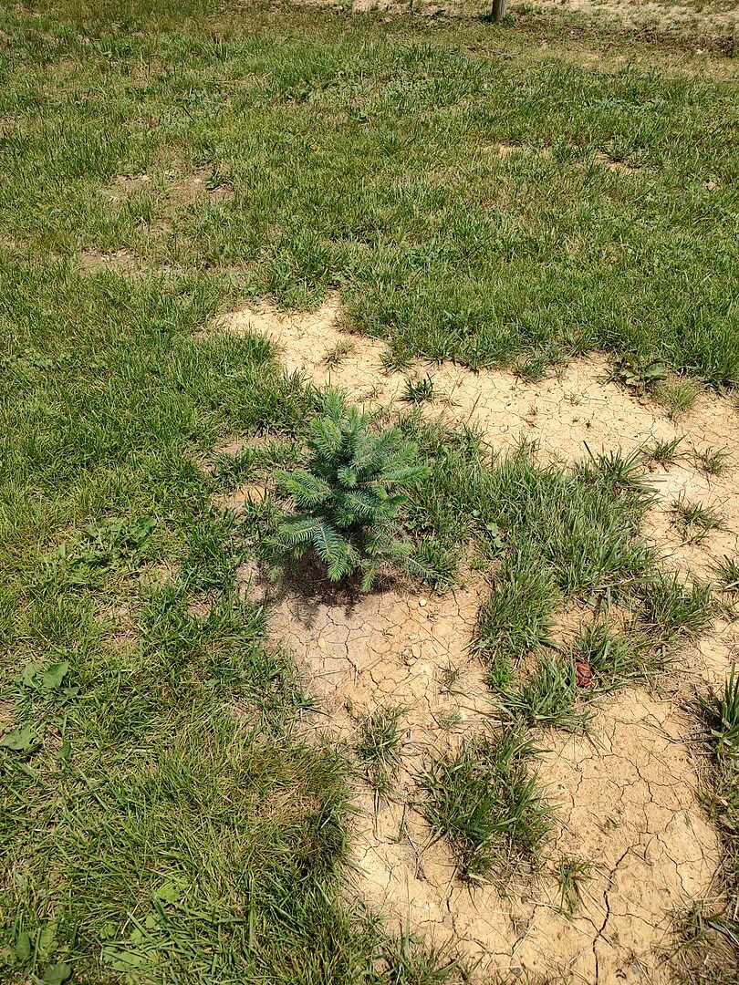 Baby blue spruce tree