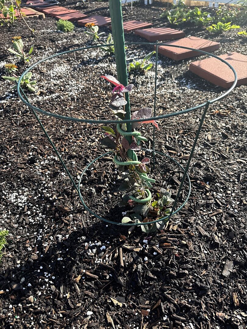 I cannot wait until it is taller and fills out with it’s beautiful blossoms!