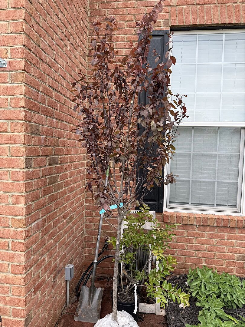 Beautiful tree