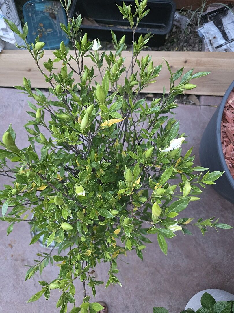 Extremely Healthy plant