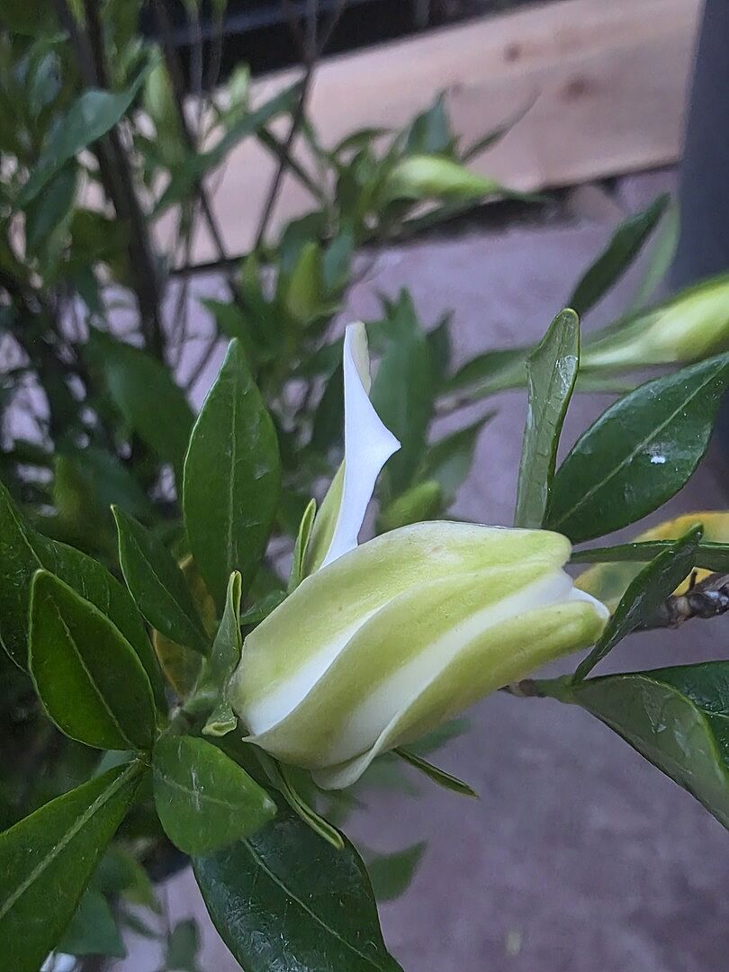 Extremely Healthy plant