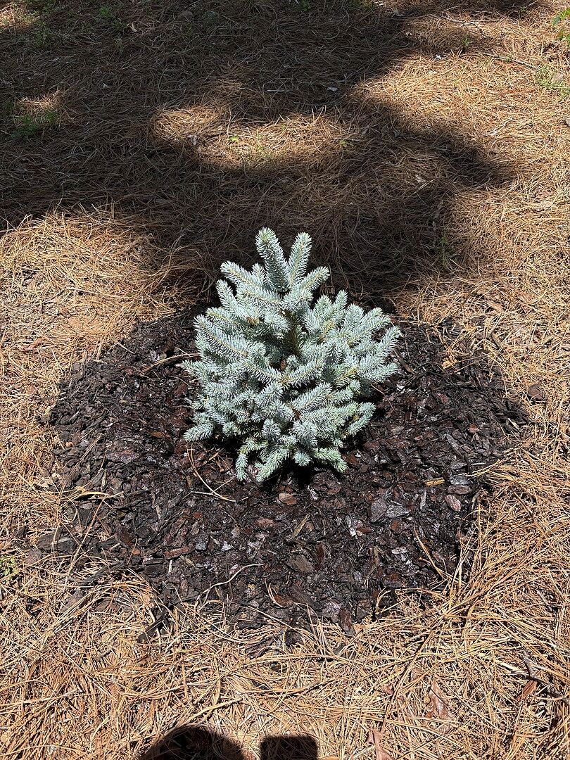 Great Addition to my yard