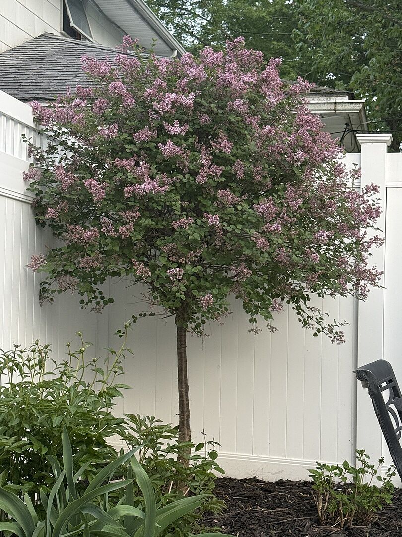 My favorite lilac