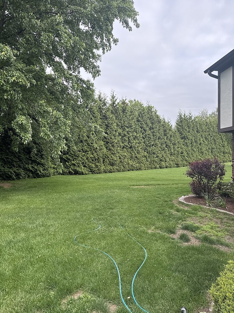 Great trees for screening.