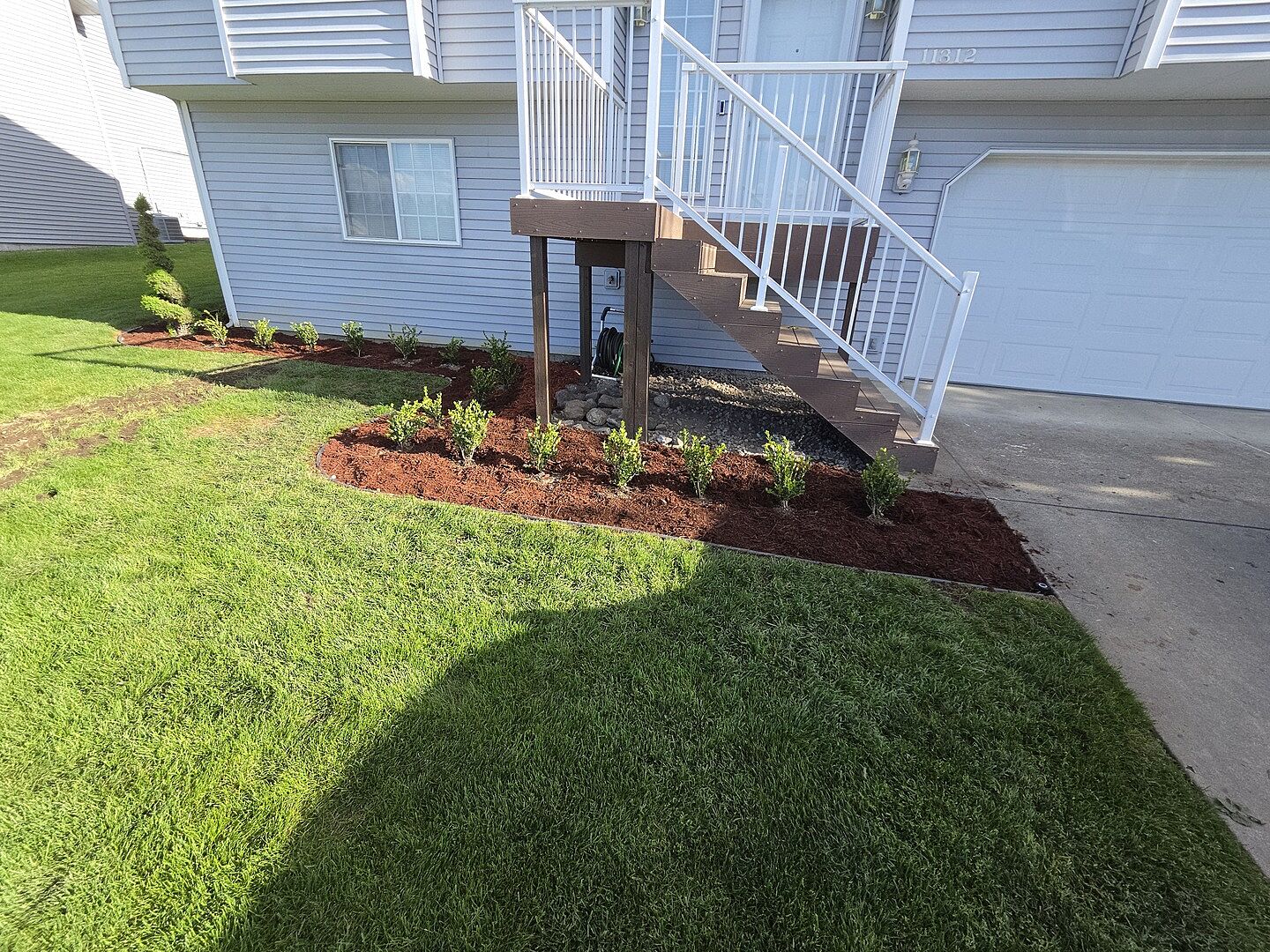 Wintergreen Boxwood Shrubs