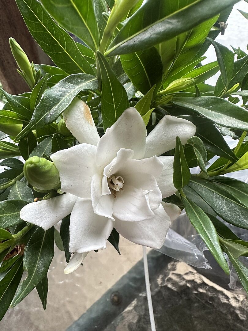 Excellent Plants!!!