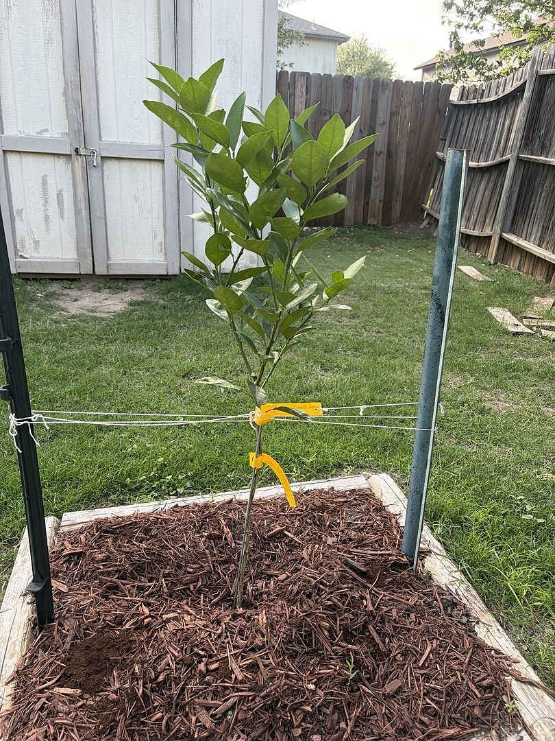 Healthy Cara Cara orange tree
