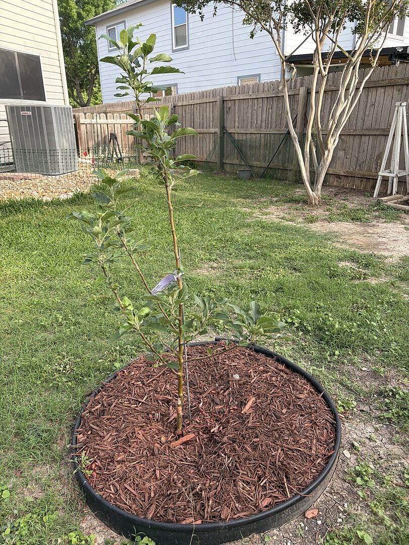 Pink lady apple tree