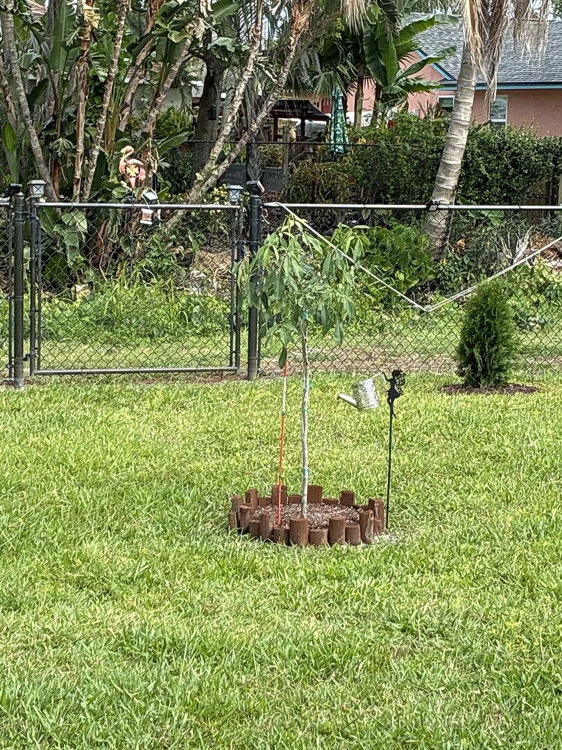 Trumpet tree