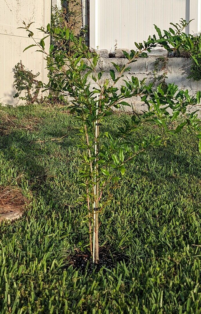 It's doing well