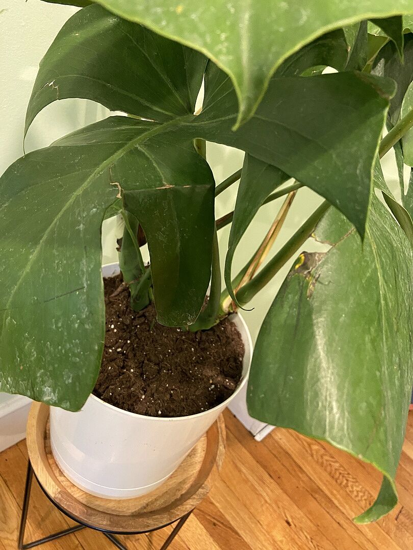 Monstera a little damaged but ok