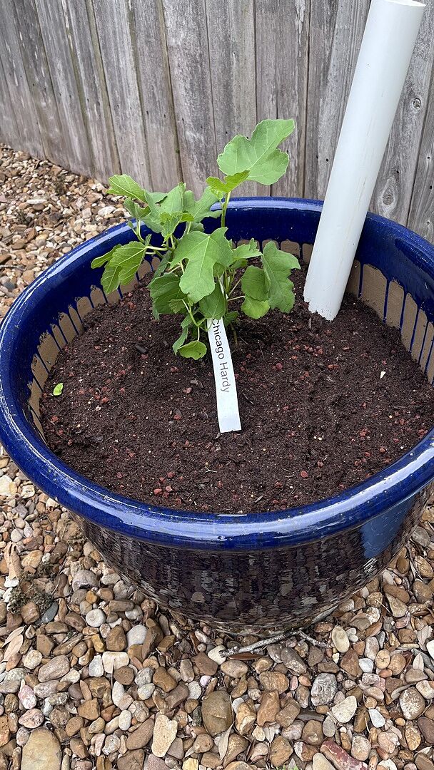 Fig tree arrived!