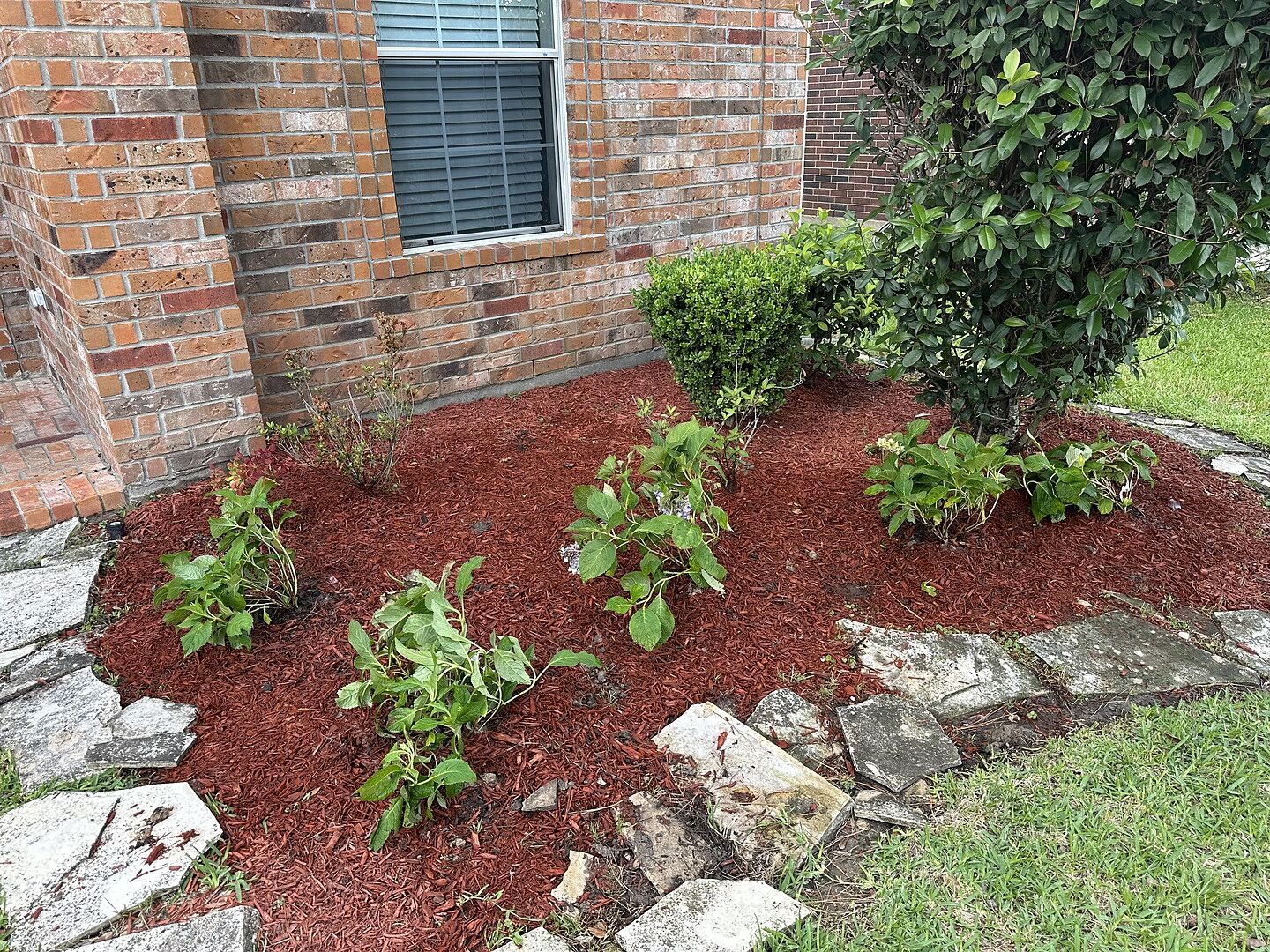 Hydrangeas for the Texas sun