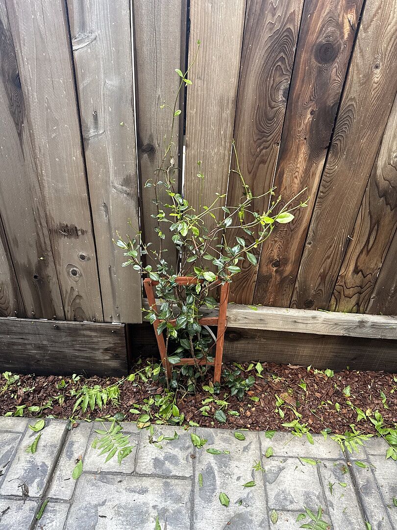 Healthy plants