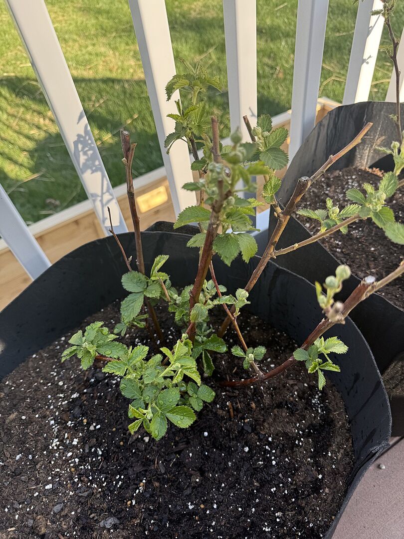 Looking forward to a great crop of raspberries