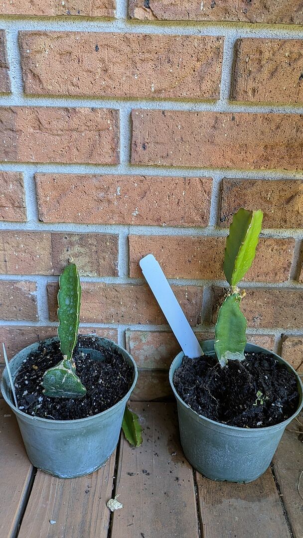 My first dragon fruit