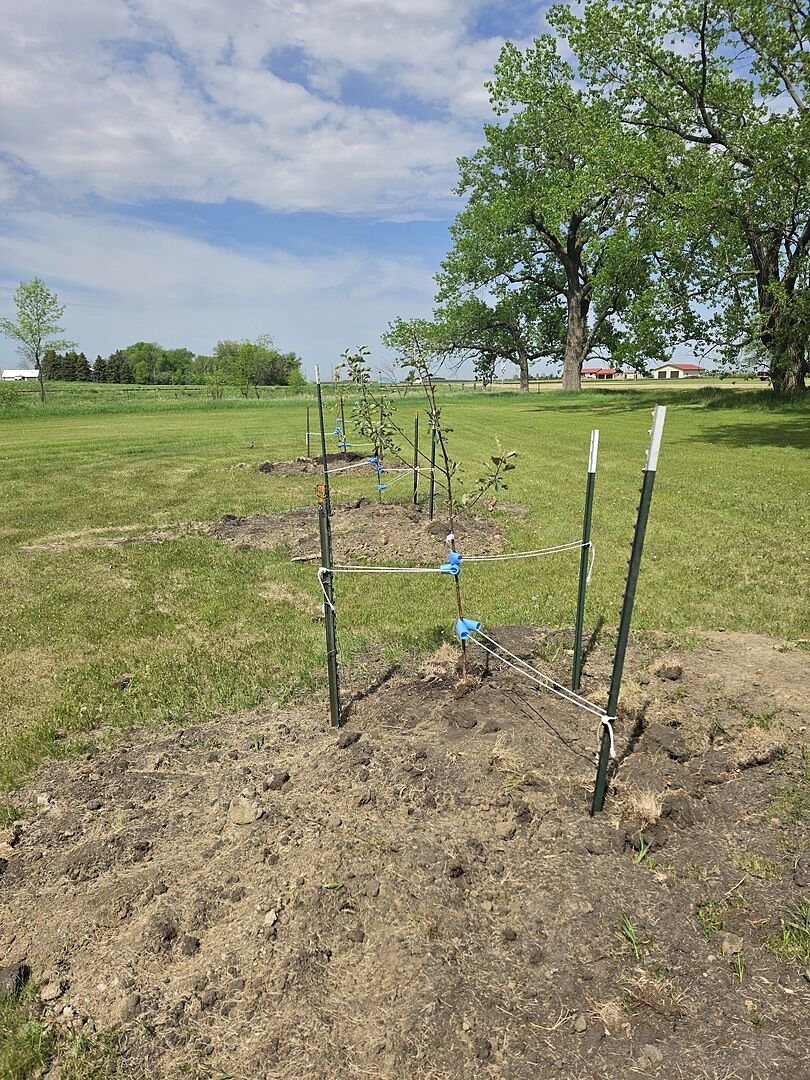 Apple Tree Project