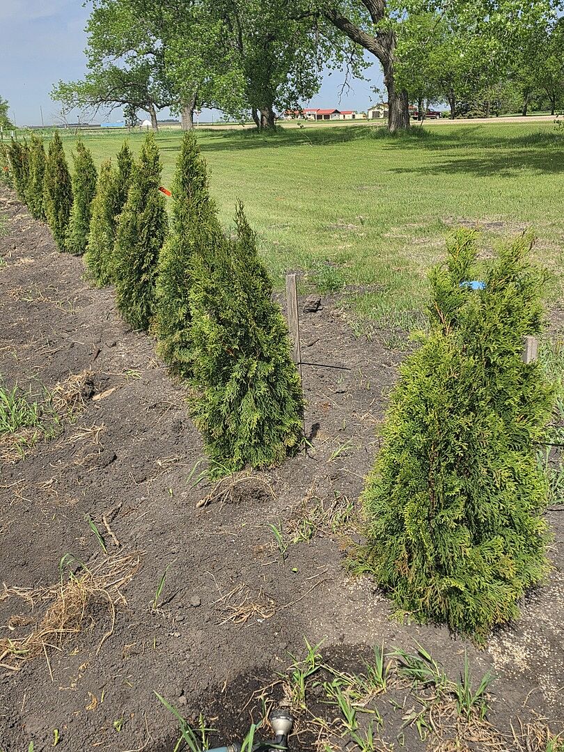 Nice Evergreens
