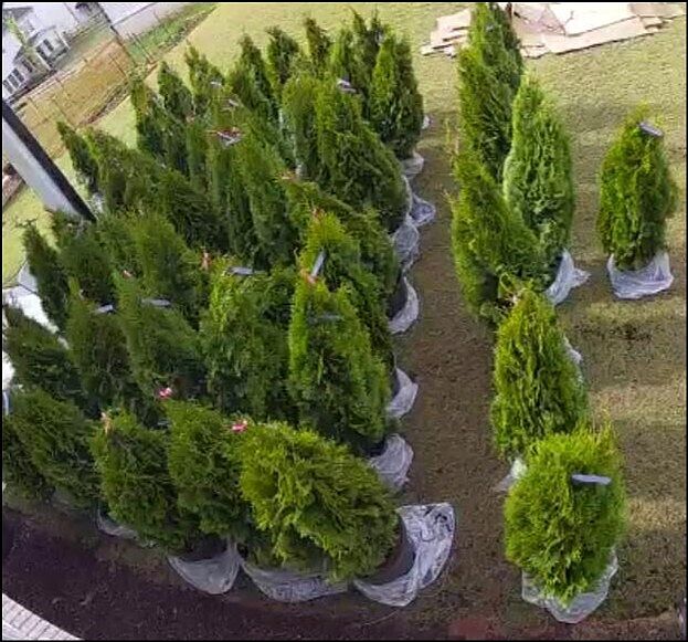 Healthy Trees Delivered on Time