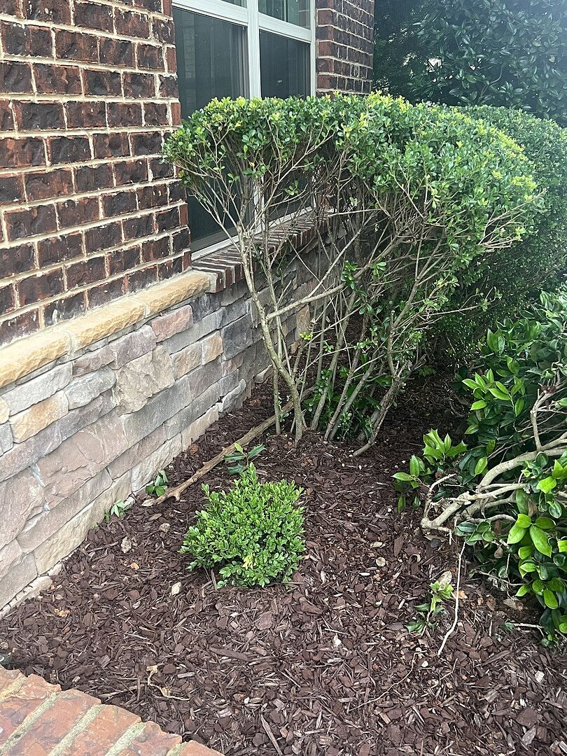 Lovely shrub