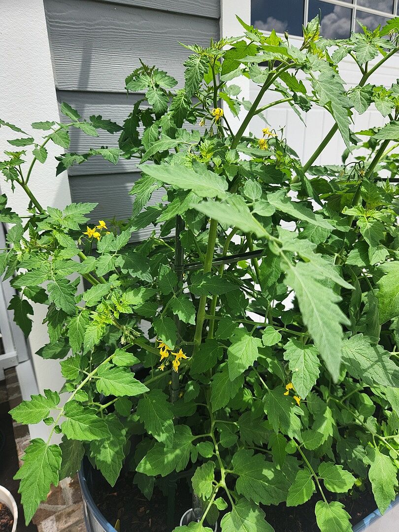 Tomatoes