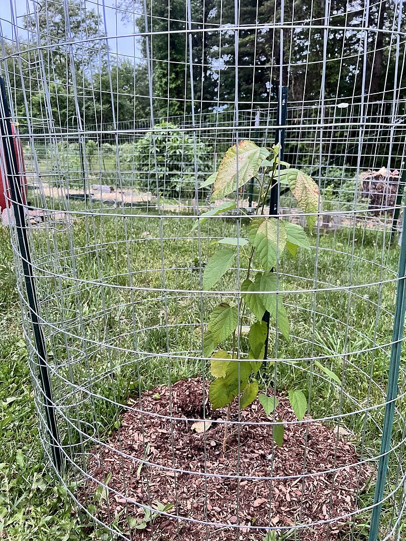 Everbearing dwarf mulberry arrived leafy and healthy