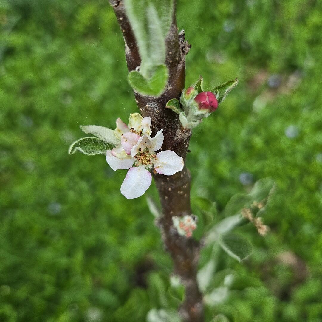 Flowering
