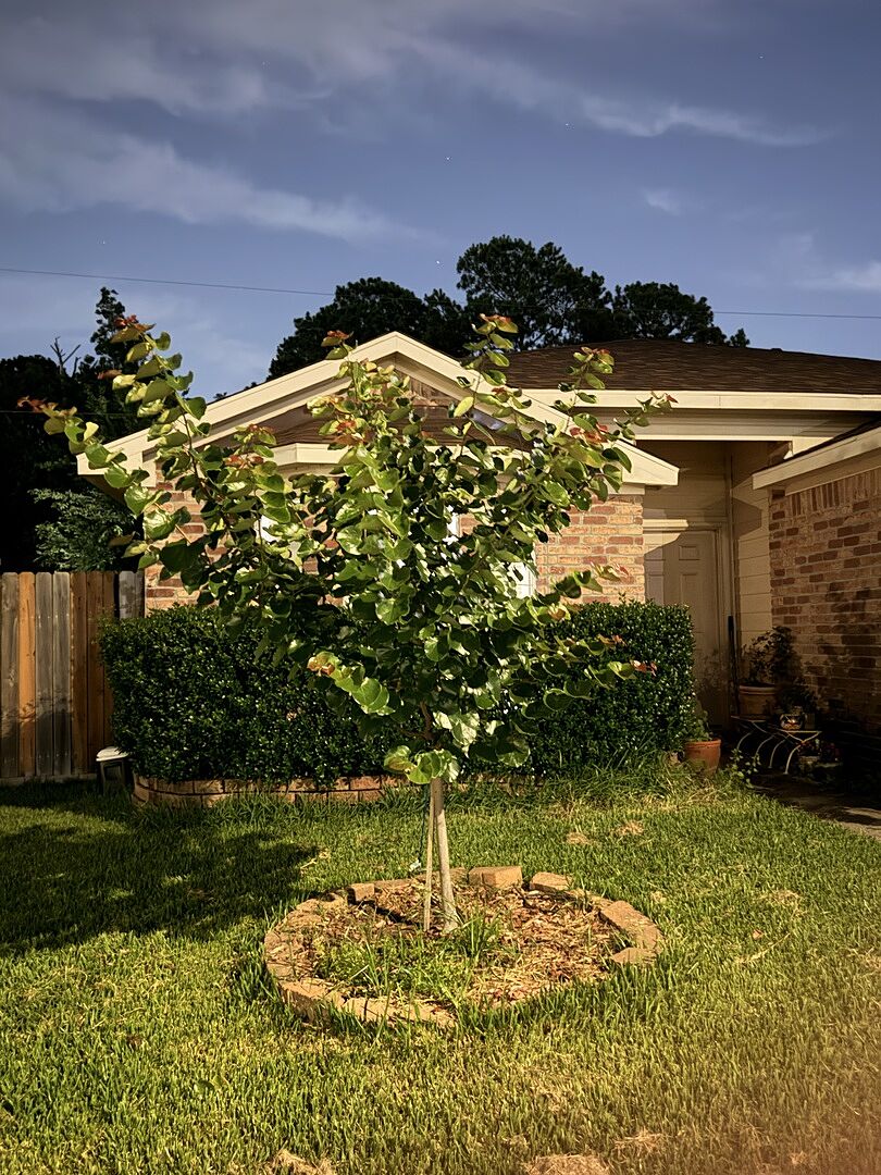 Beautiful front yard tree