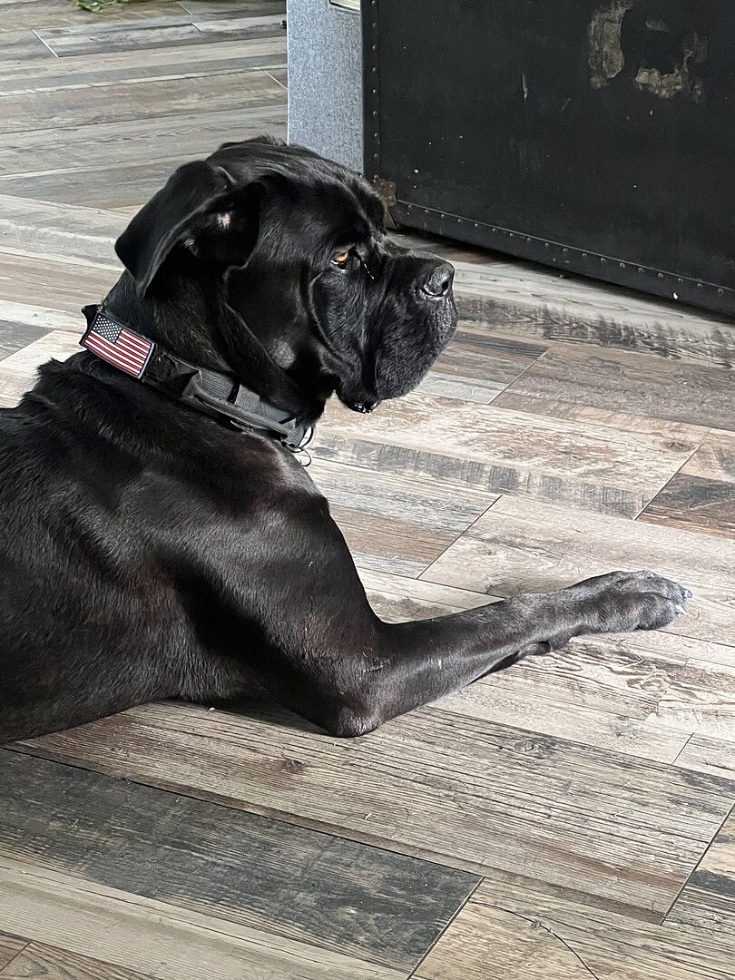 Erika D.'s black Cane Corso lying on a wood floor