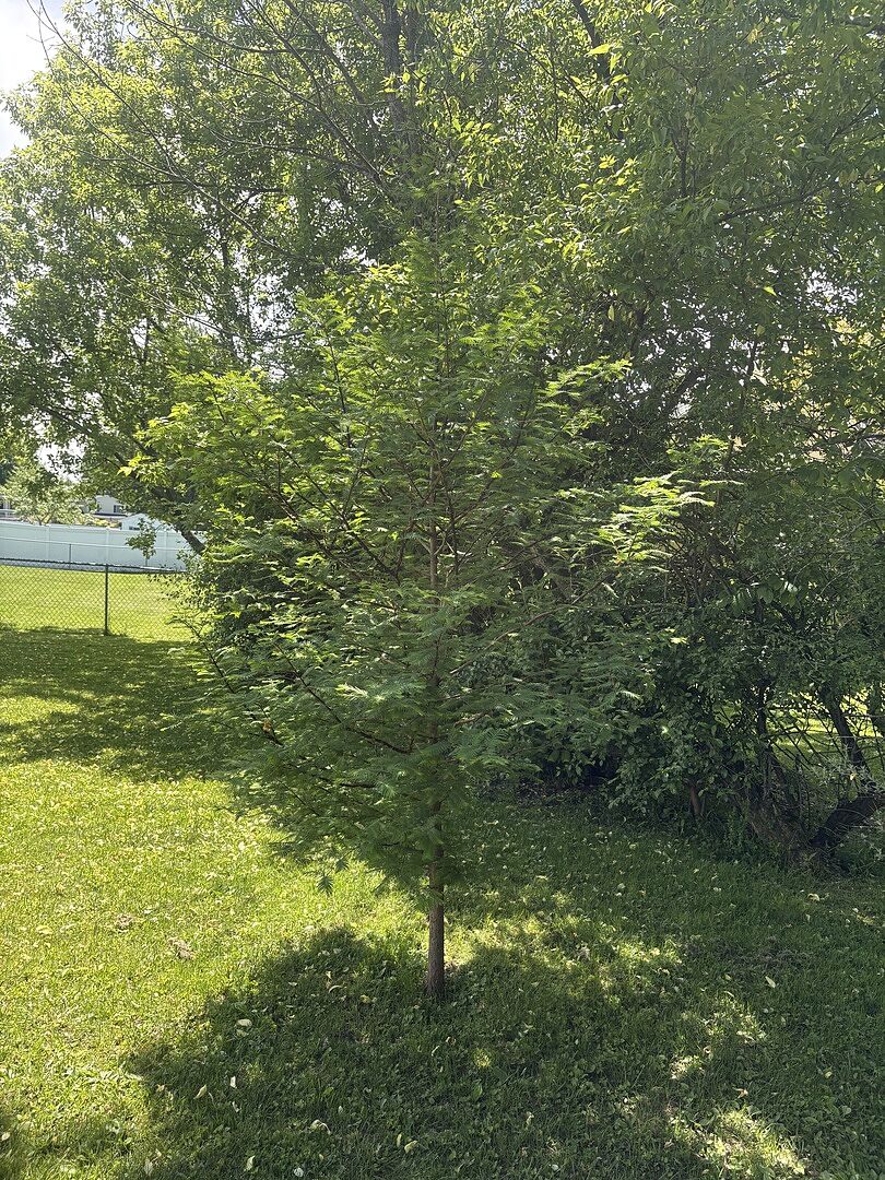 Beautiful, healthy tree that turns