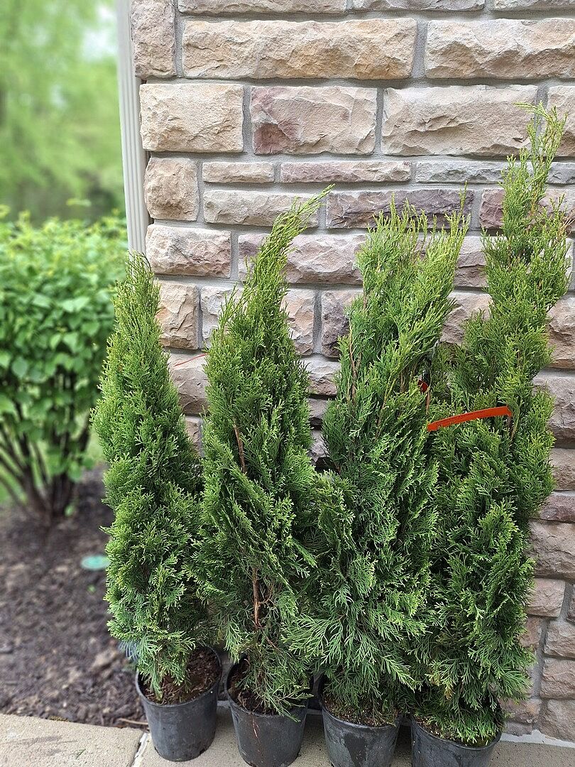 They are perfect. Watering according
