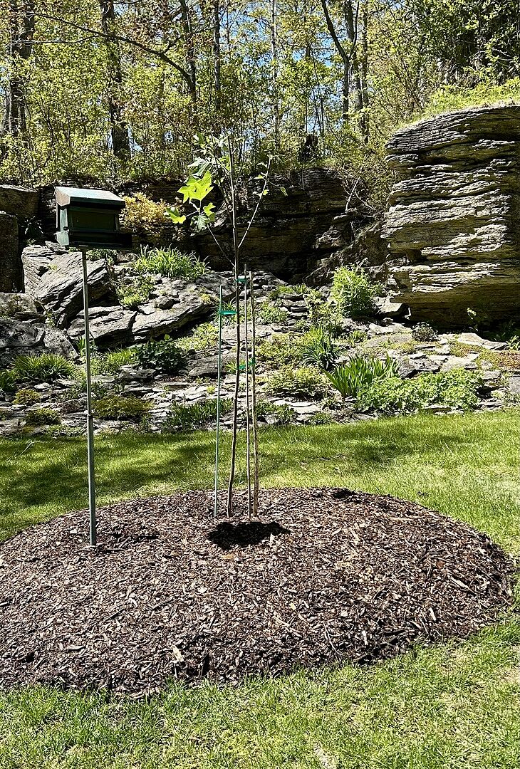 Freedom Tree