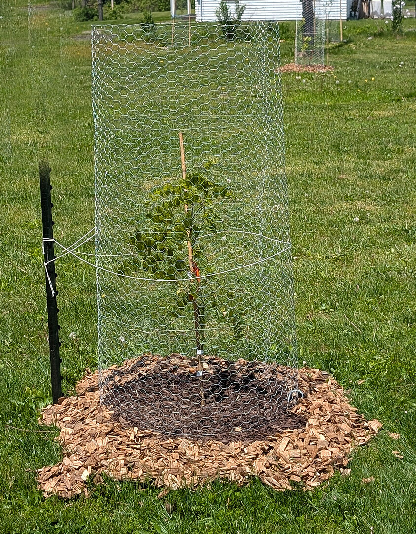 I got 2 very nice wisteria trees. They are looking good.