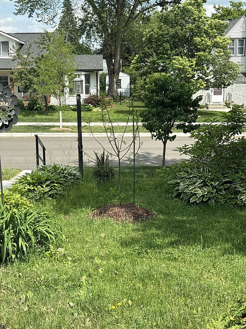My new Tree.