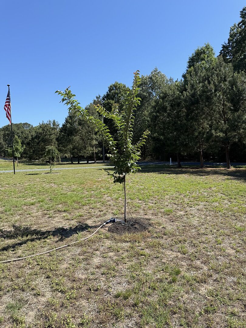 Very Healthy Tree