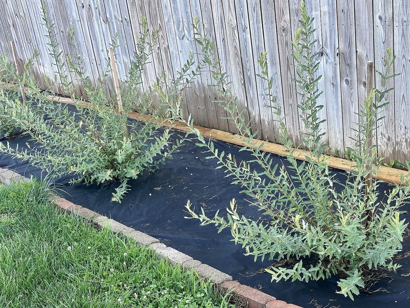 Thrilled with Dappled Willow Bushes!