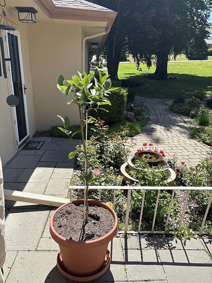 Ready for lemons 🍋