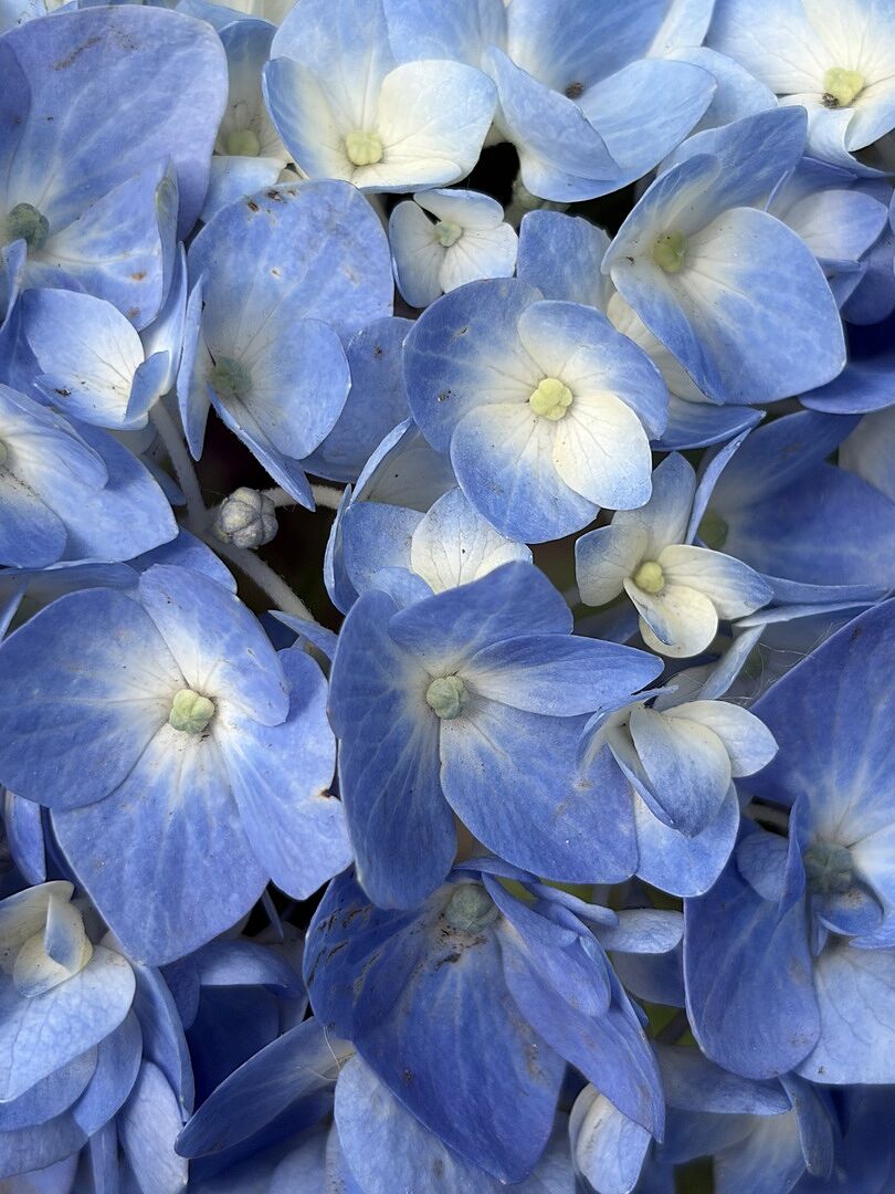 Blue beautiful