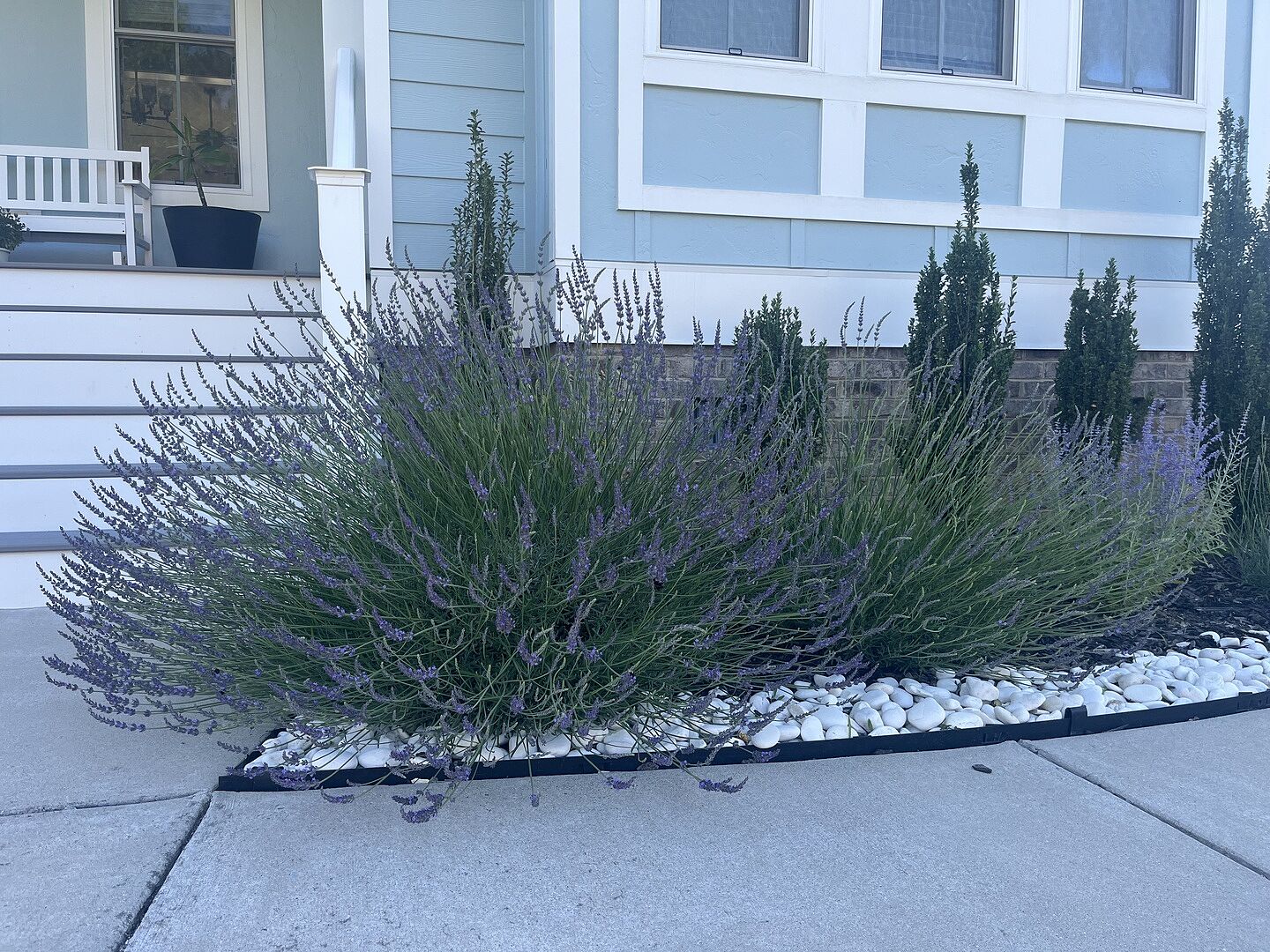 Phenomenal Lavender