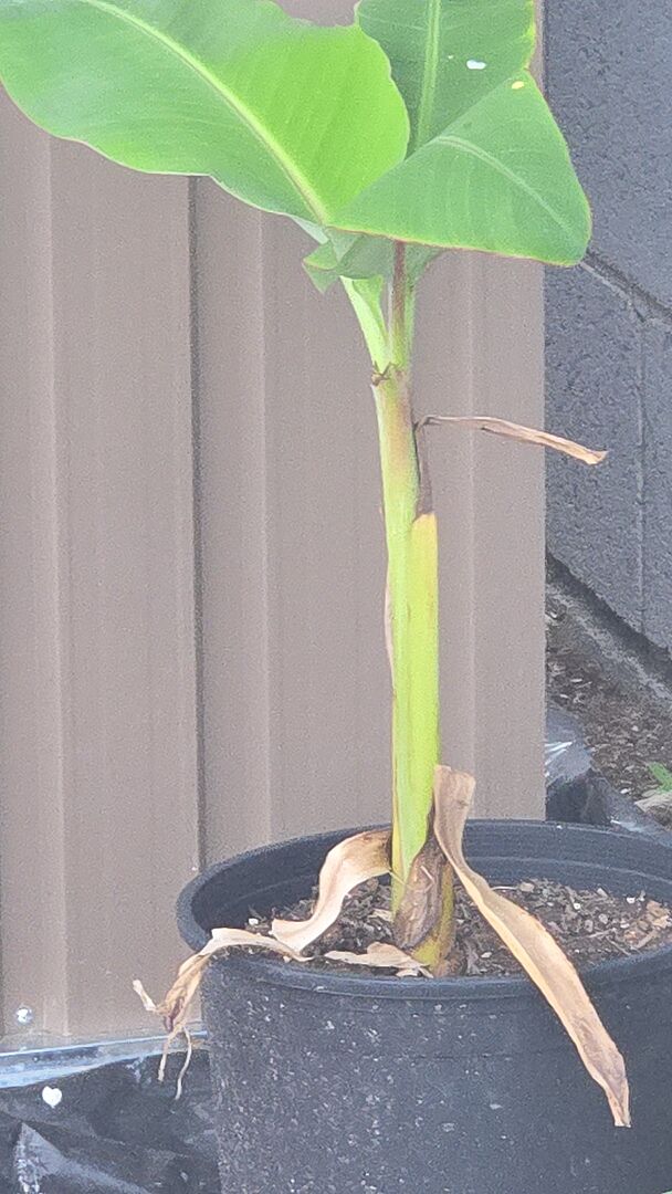 banana tree