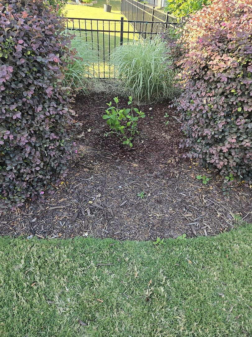 Planted and thriving