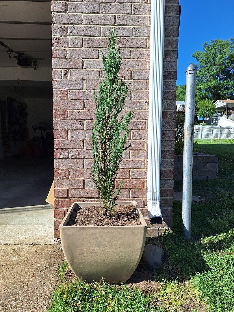 Happy with our Elegant Plant