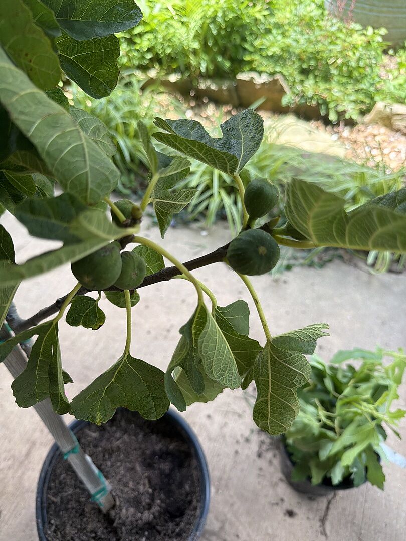 Beautiful tree!