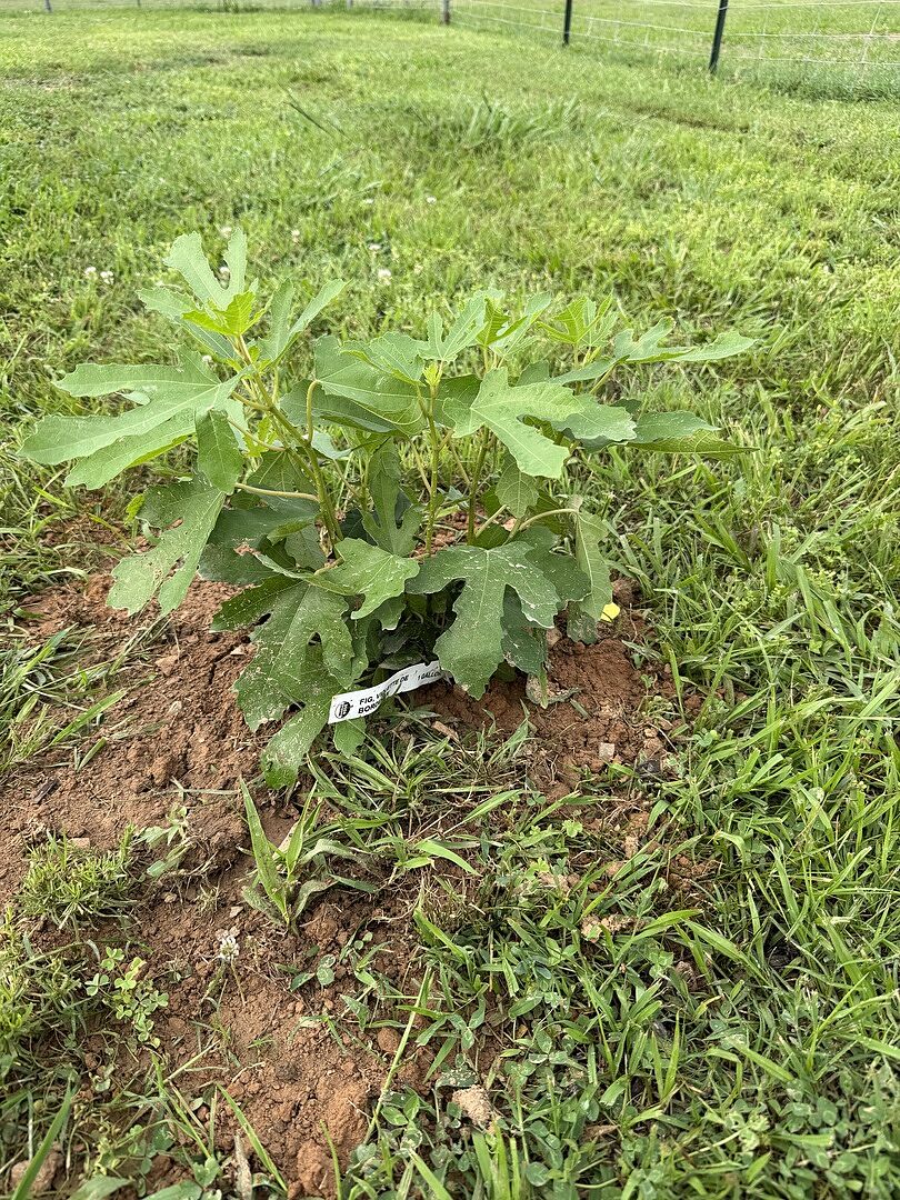 Healthy happy tree!