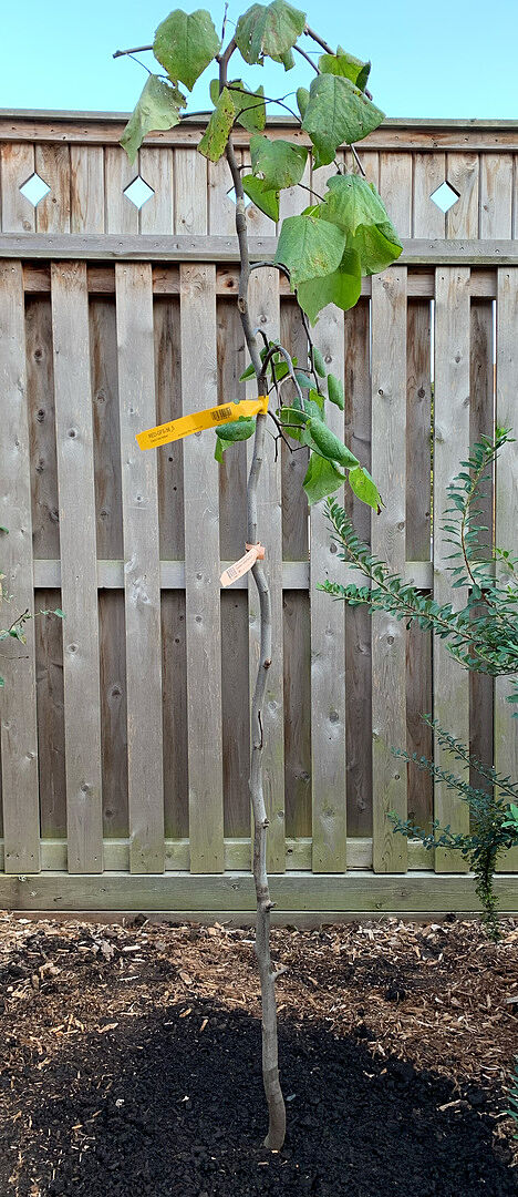 A Great Addition To The Garden