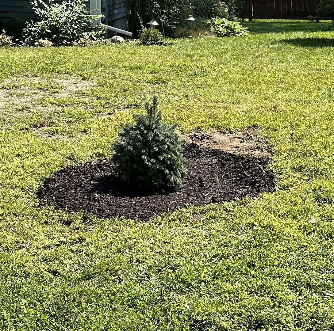 Beautiful Baby Blue Spruce